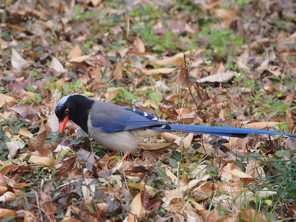 Red-Billed Blue Magpie