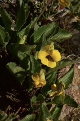 Viola maculata