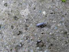 Tomocerinae