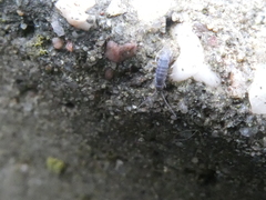 Tomocerinae
