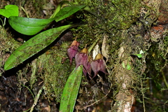 Masdevallia angulata