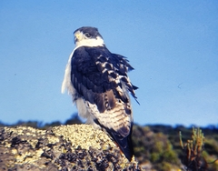 Buteo augur
