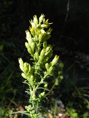 Solidago virgaurea
