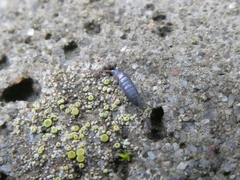 Tomocerinae