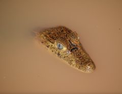 Caiman crocodilus fuscus