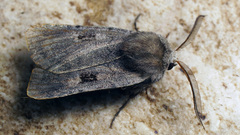 Netrocerocora quadrangula