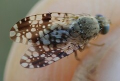 Tephritis matricariae