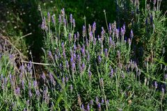 Lavandula dentata