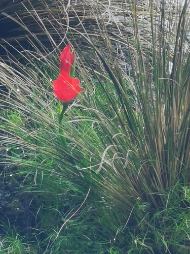 Image of Gladiolus flanaganii by (c) Rukaya Johaadien, some rights reserved (CC BY)