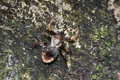 Ectinoderini