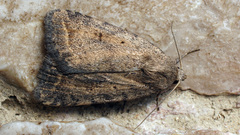 Athetis gluteosa