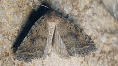 Athetis gluteosa
