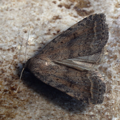 Athetis gluteosa