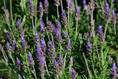 Lavandula dentata