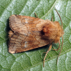 Eriopygodes imbecilla