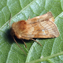 Eriopygodes imbecilla