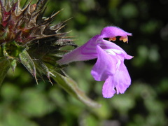 Galeopsis angustifolia
