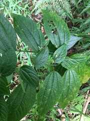 Boehmeria macrophylla