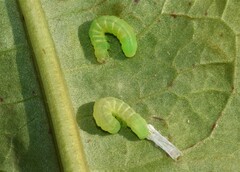 Mamestra brassicae