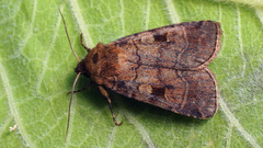 Paradiarsia punicea