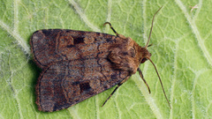 Paradiarsia punicea