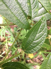 Boehmeria macrophylla