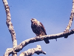 Buteo oreophilus