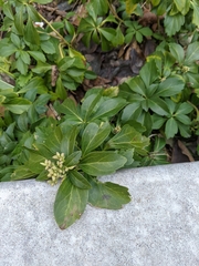Pachysandra