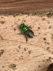 Euglossa