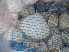 Mactra stultorum