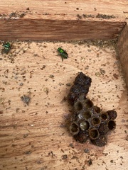 Euglossa