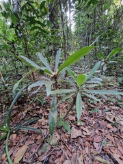 Ancistrocladus tectorius