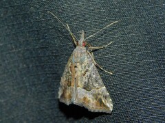 Hypena laceratalis