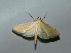 Bradina admixtalis