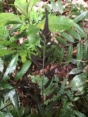 Bolbitis lonchophora