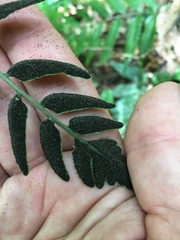 Bolbitis lonchophora