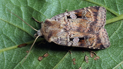 Diarsia mendica