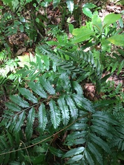 Bolbitis lonchophora