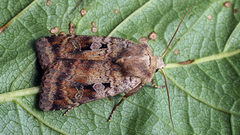Diarsia mendica