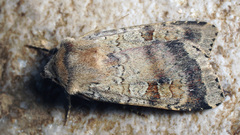 Diarsia mendica
