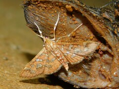 Nausinoe geometralis
