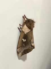 Dirphiopsis ayuruoca