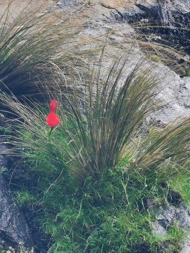 Image of Gladiolus flanaganii by (c) Rukaya Johaadien, some rights reserved (CC BY)