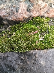Bryum argenteum