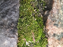 Bryum argenteum