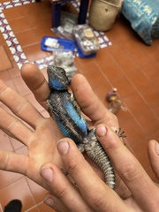 Sceloporus torquatus