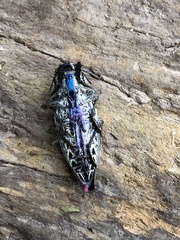 Chrysochroinae
