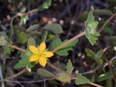 Mentzelia adhaerens