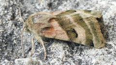 Heliothis ononis