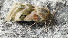 Heliothis ononis